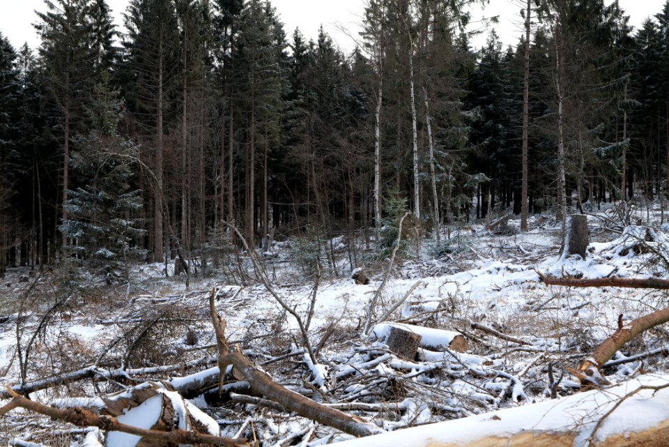 Taunus forest Schmitten with snow 2021-04-06 15