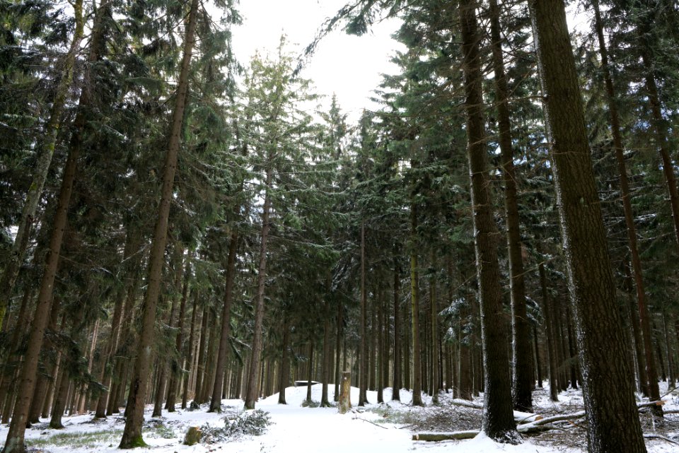 Taunus forest Schmitten with snow 2021-04-06 22