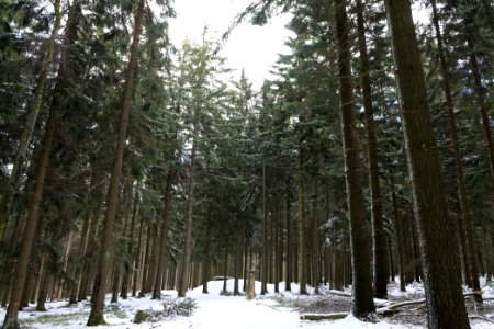 Taunus forest Schmitten with snow 2021-04-06 22