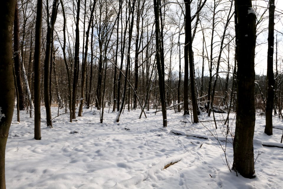 Teufelsbruch with snow 2021-02-10 55