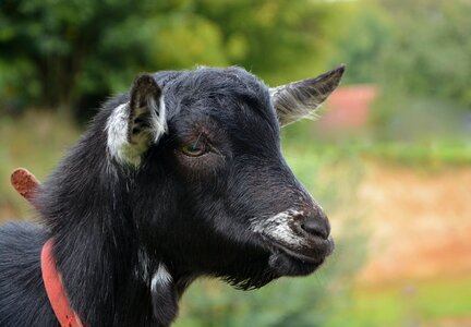 Small goat profile young goat photo