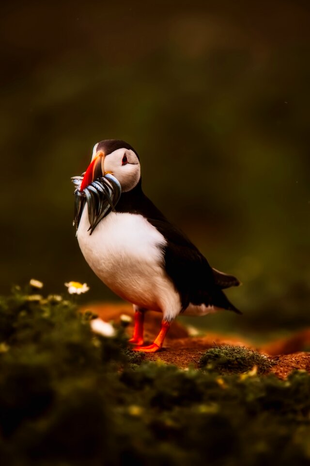 Bird wildlife atlantic