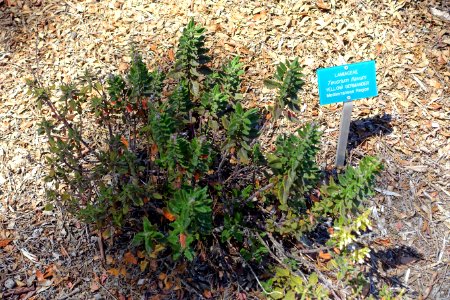 Teucrium flavum - Mildred E. Mathias Botanical Garden - University of California, Los Angeles - DSC02827