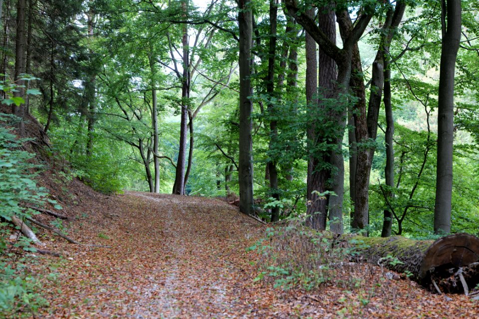 Taunus near Rombach 2020-08-18 05