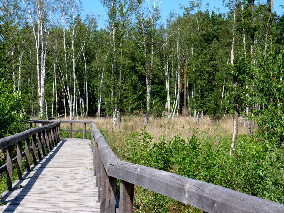 Teufelsseemoor Köpenick 2019-06-13 04