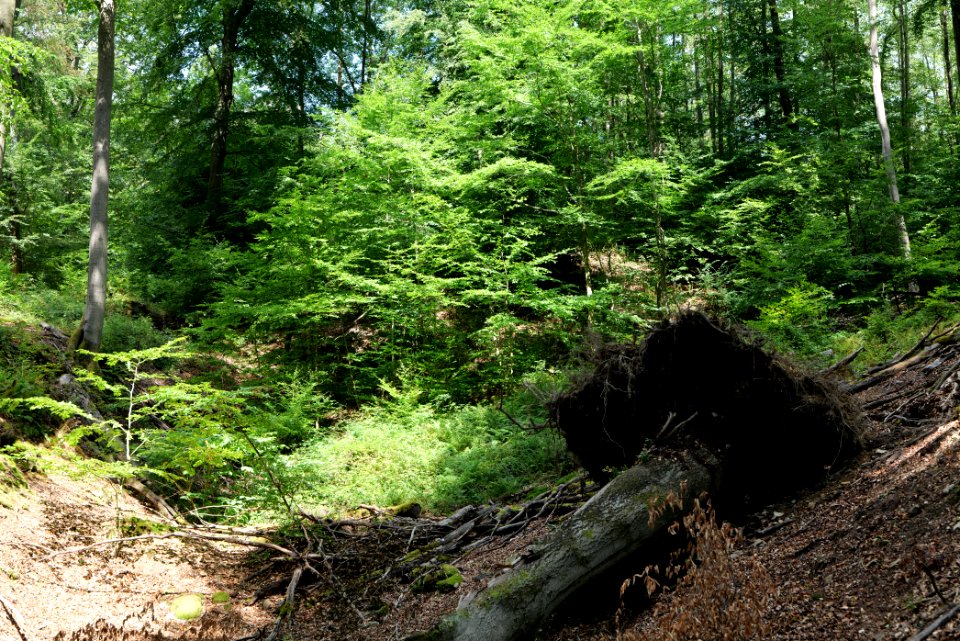 Taunus near Rombach 2020-08-18 65