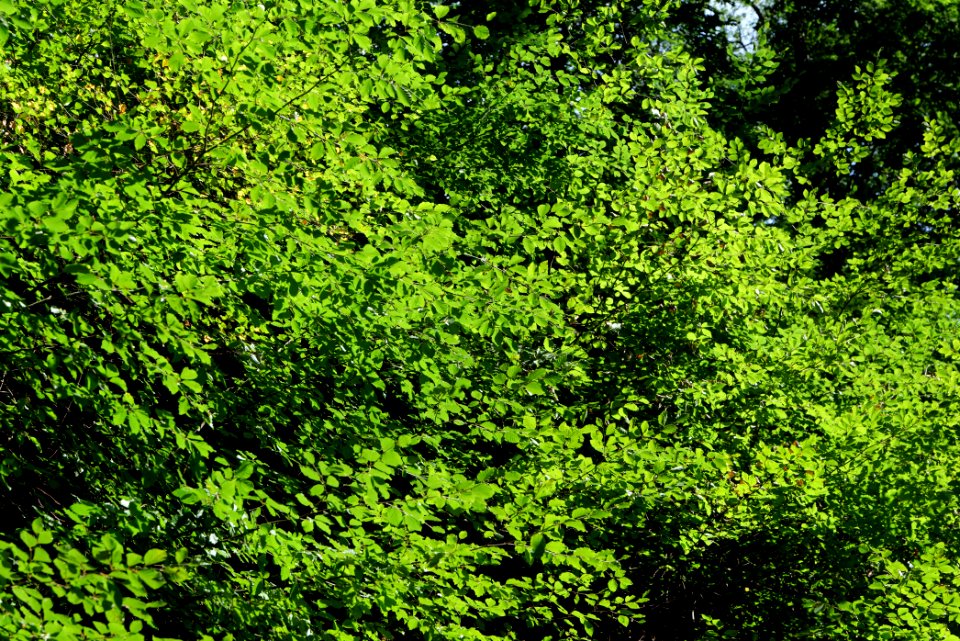 Taunus near Rombach 2020-08-18 51