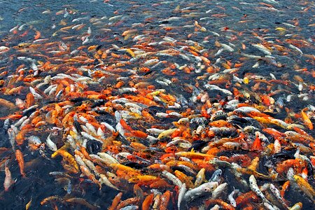 China water orange