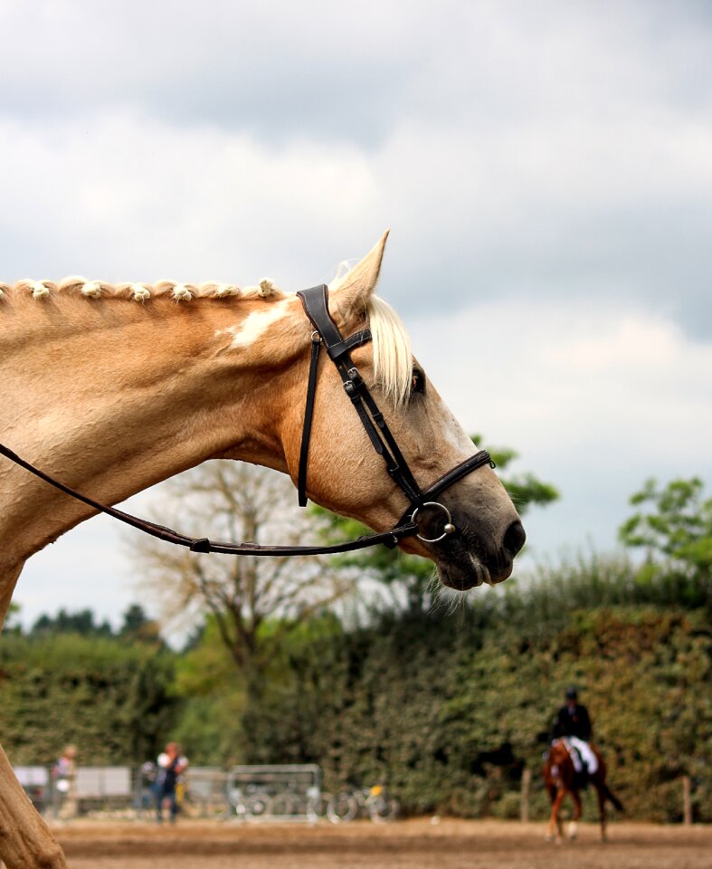White horse equine mane