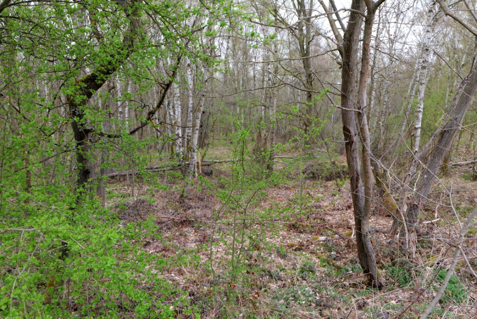 Taunus forest Ockstadt 2021-04-02 08