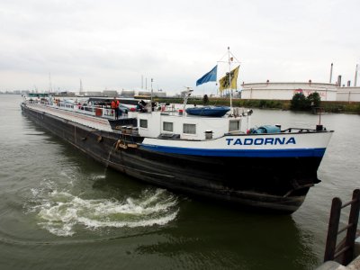 Tadorna - ENI 06004255, Van Cauwelaertsluis, Port of Antwerp pic3