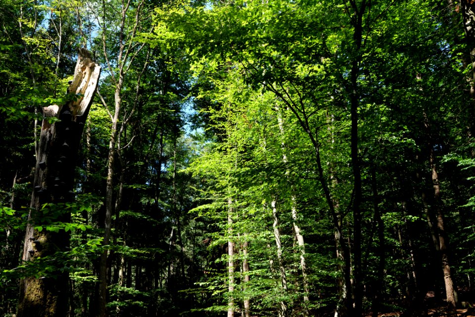 Taunus near Langer Weg 2020-08-18 01
