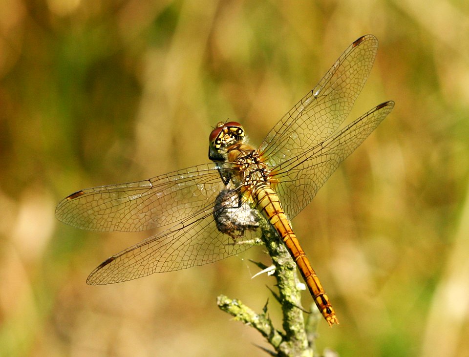 Sympetrum-Gifhorn-02