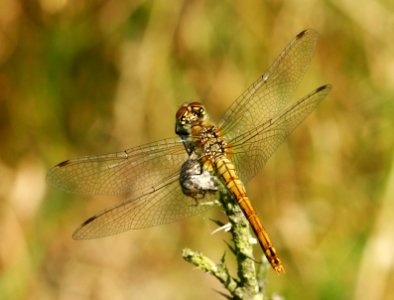 Sympetrum-Gifhorn-02 photo
