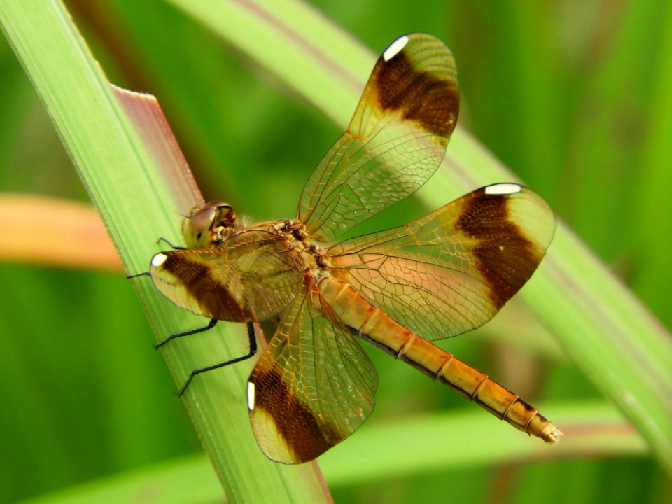 Sympetrum pedemontanum elatum(Female,japan,2017.09.12,b)