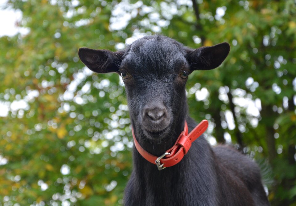 Prairie pre small goat