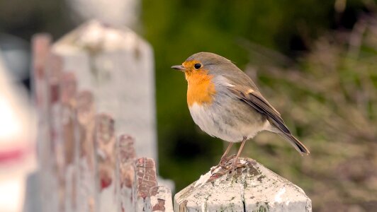 Wildlife robins picket fence