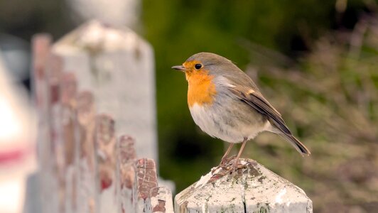 Wildlife robins picket fence photo