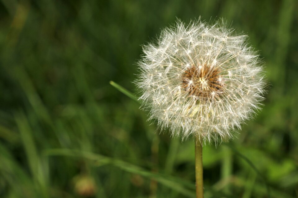 Close up nature dandelion seeds photo