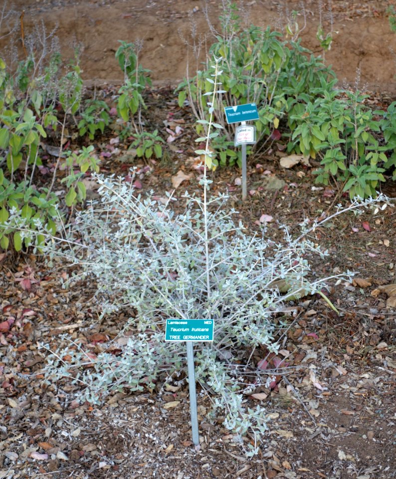 Teucrium fruticans - San Luis Obispo Botanical Garden - DSC06087