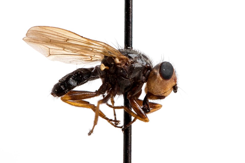 Tetropismenus hirtus, side