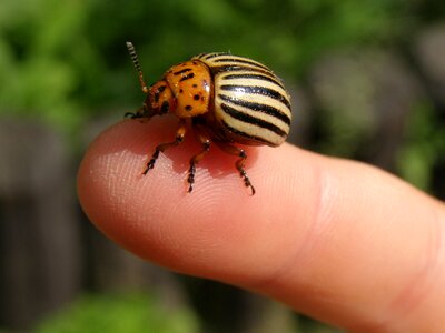 Coleoptera insect leptinotarsa decemlineata