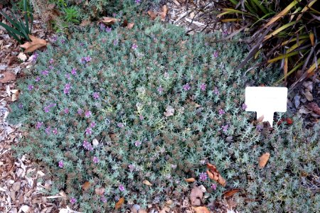 Teucrium aroanium - San Luis Obispo Botanical Garden - DSC05878