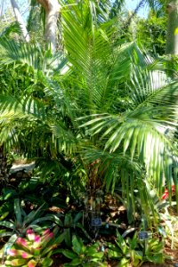 Syagrus schizophylla - Naples Botanical Garden - Naples, Florida - DSC09662