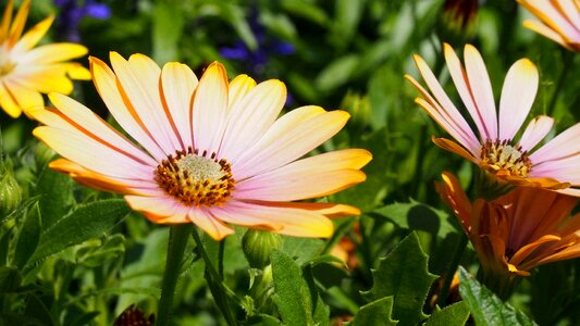Nature plant macro
