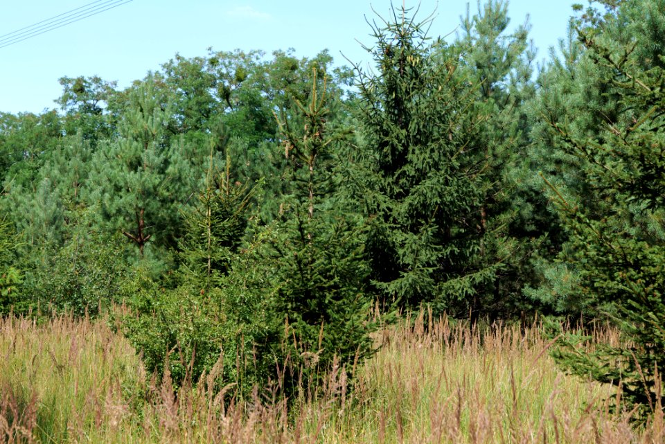 Strausberger Sander-, Os- und Barnimhanglandschaft 2020-08-05 35
