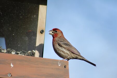 Nature house finch male finch photo