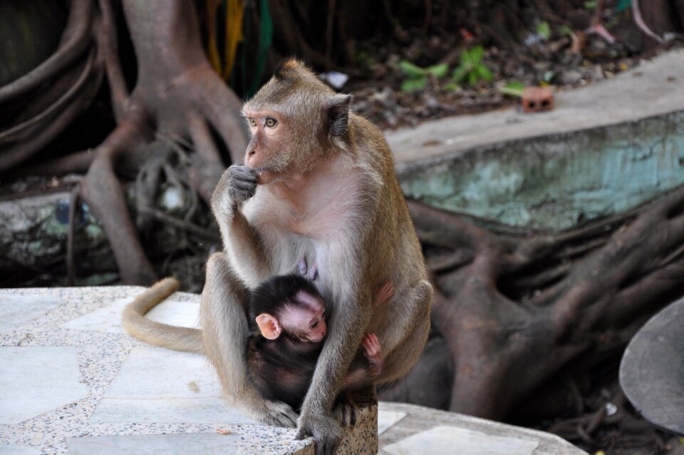 Mother and child nature thailand