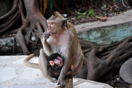 Mother and child nature thailand