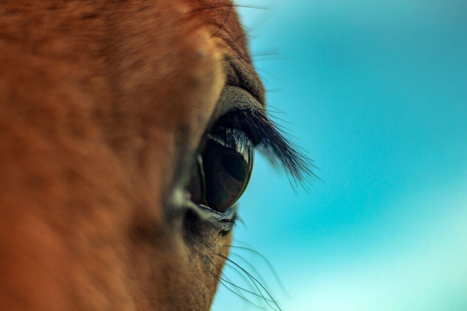 The head of the eye the horse