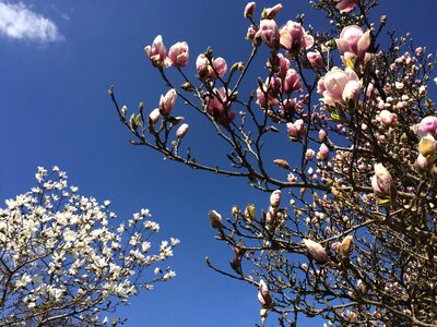 Magnolia blossom beautiful park photo