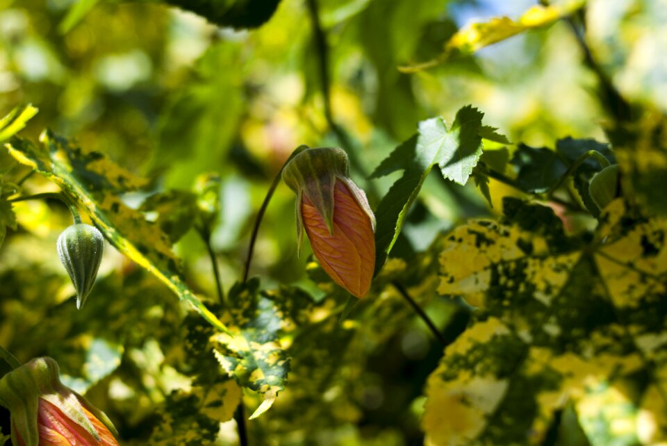 Plant nature summer