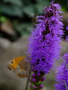 Flower nature summer