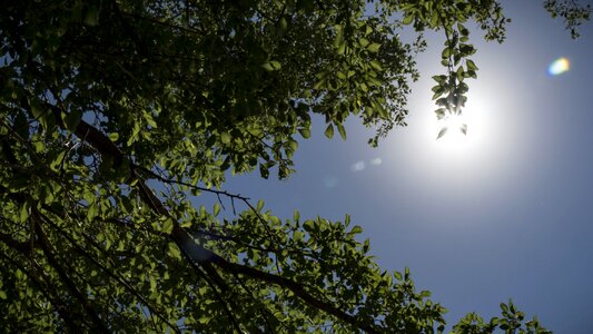 Sunlight sky forest