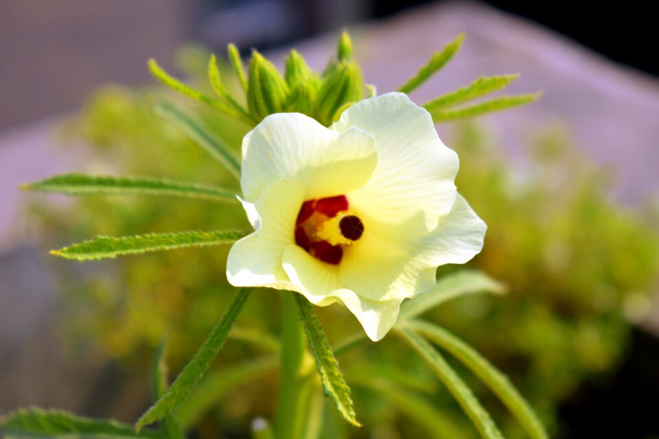 Lady finger plants bloom