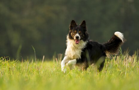 Canine border collie herding dog photo