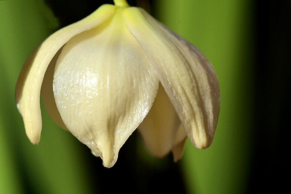 White blossom flowering yucca yucca palm