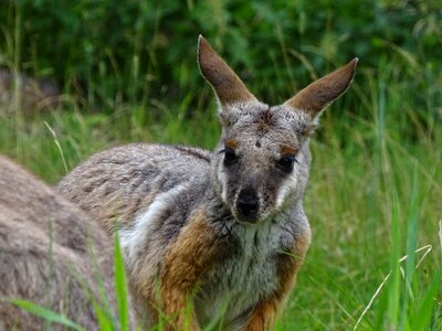 Animals hairy brown