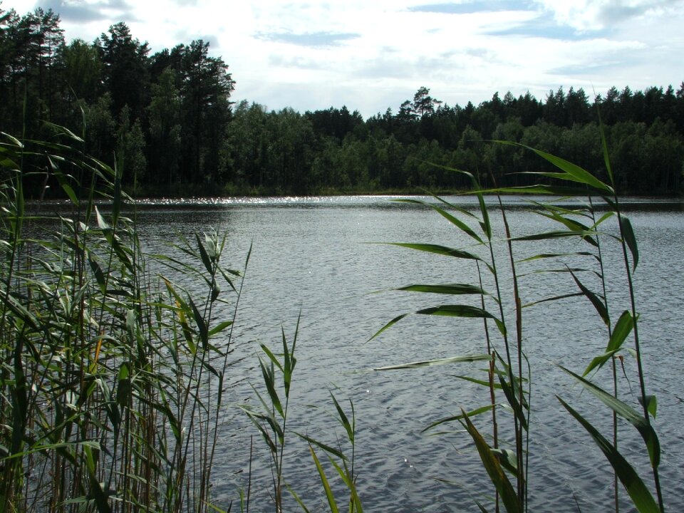 Water landscape summer