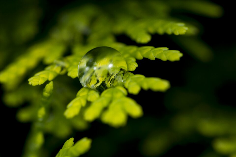 Nature green reflection
