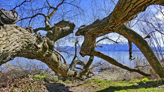 Landscape branch sky
