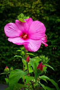 Hibiscus flower red flower blossom photo