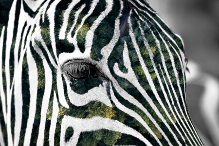 Animal african animals look
