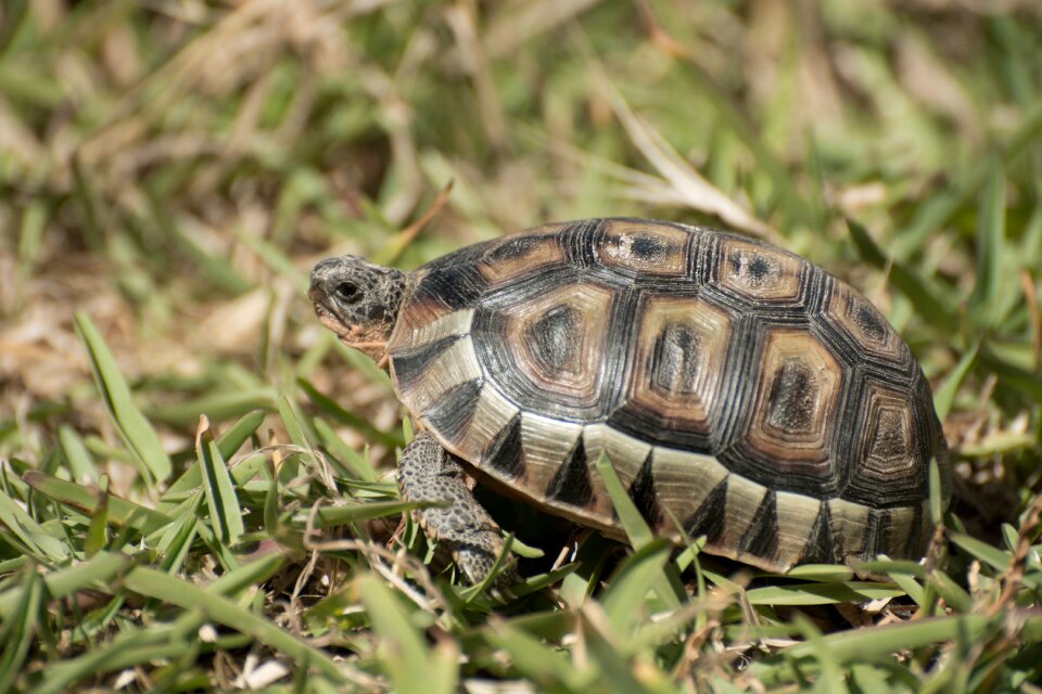 Patterns wildlife animals