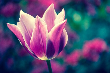 Bloom garden plant