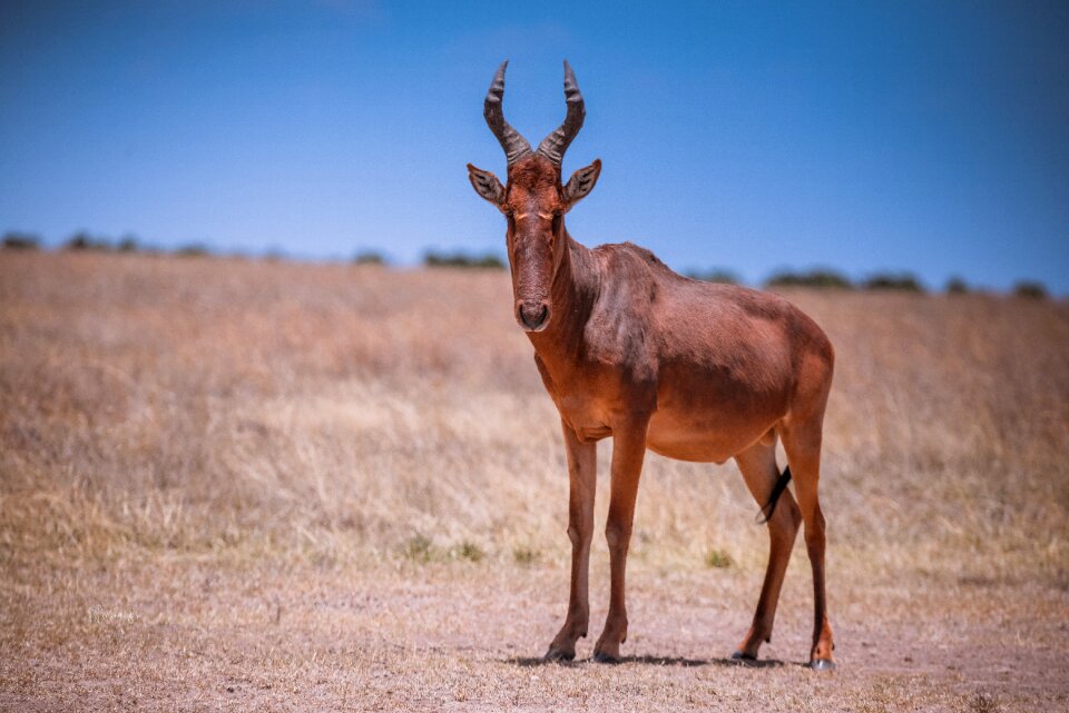 Animal safari wild